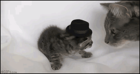 cat-hat.gif