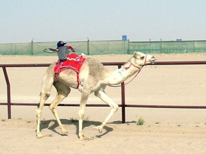 camelJockey