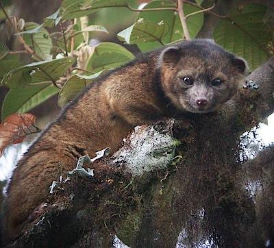 olinguito-2.jpg