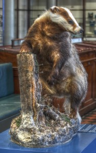 A Stuffed Badger in Dublin's Natural History Museum
