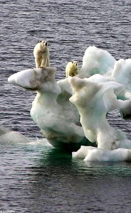 polarbears