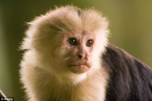 capuchin