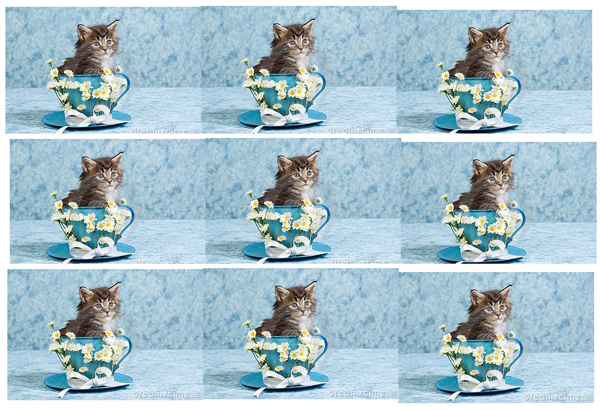 kitten in a teacup.jpg