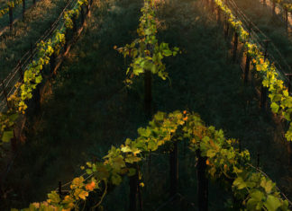 NYCC ’19: STAR TREK cast and crew talks Picard and Discovery Star Trek: Picard