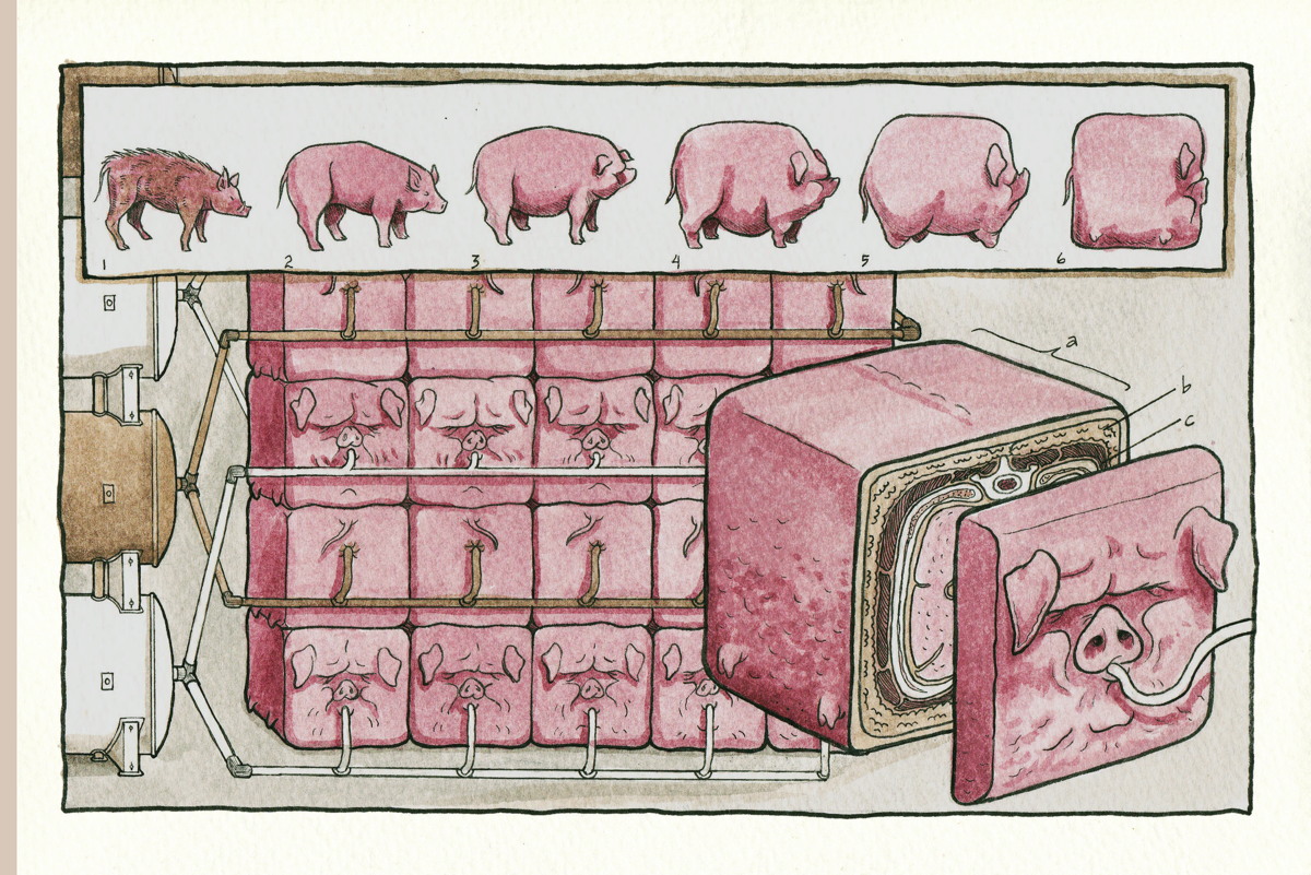 The 'square pig" page from Kate Lacour's Vivisectionary
