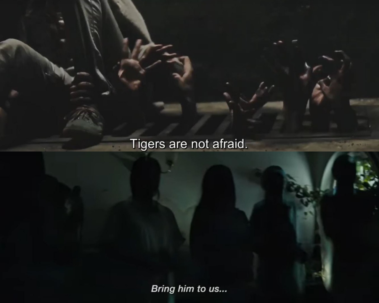 Tigers Are Not Afraid