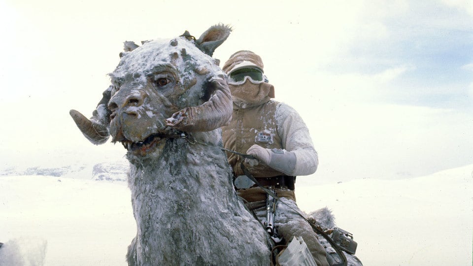 Cute beings in Star Wars: Tauntauns