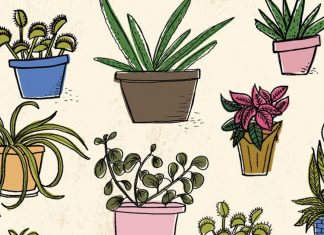 REVIEW: MY LIFE IN PLANTS is a sweet, meditative memoir
