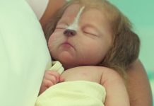 Baby hybrids arrive in the first SWEET TOOTH trailer Sweet Tooth trailer