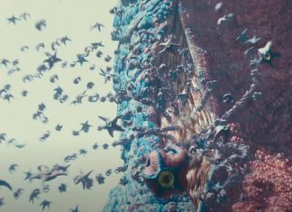 Weasels, rats, and starfish (oh my!) in “leaked” SUICIDE SQUAD trailer Suicide Squad trailer