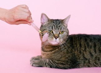 FANDOM FLAMES: When annoying fandoms strike! This cat is my face when I run into annoying fandoms