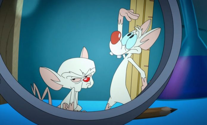 PInky and the Brain Feature Pinky and the brain