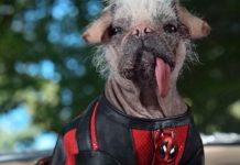 Ryan Reynolds teases Dogpool! Dogpool