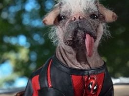 Dogpool