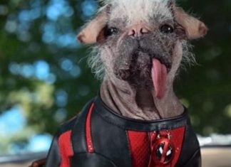 Ryan Reynolds teases Dogpool! Dogpool