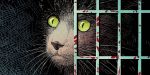 Wednesday Comics Reviews: Inside ANIMAL POUND #1 Animal Pound