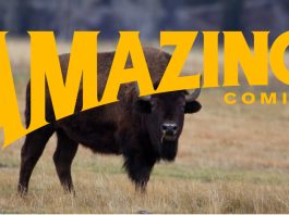 Amazing Comics banner