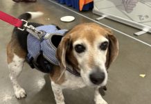 On The Scene: Take Your Pet to Comic Con Day