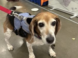 On The Scene: Take Your Pet to Comic Con Day