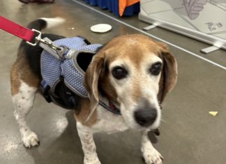 On The Scene: Take Your Pet to Comic Con Day