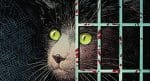Trade Rating: ANIMAL POUND by Tom King and Peter Gross is a modern Orwell reimagining Animal Pound