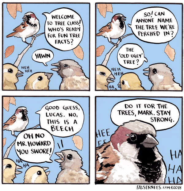 false knees strip. panel 1: a bird says to 3 bird students, "welcome to tree class! who's read for fun tree facts!" the students yawn. "so!" the teacher says, "can anyone name the tree we're perched in?" "the 'old ugly' tree?" asks one of the students. "good guess lucas," the teacher says. "no, this is a beech" to which the bird student cries, "oh no mr. howard you swore!" as they go "hee hee" and "ha ha," the teacher bird thinks, "do it for the trees, mark. stay strong."