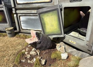 SDCC ‘25: The ALIEN EARTH activation will have your chest bursting…with joy