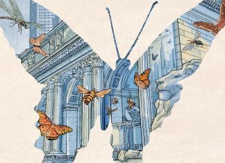 Peter Kuper receives Entomological Society Award for INSECTOPOLIS