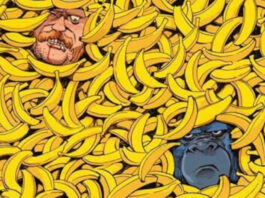 Talking gorilla goes on the run in Rahal and Monaco’s CRIMES AGAINST NATURE