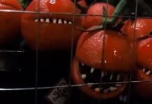 SDCC ’26: Get an early look at ATTACK OF THE KILLER TOMATOES: ORGANIC INTELLIGENCE