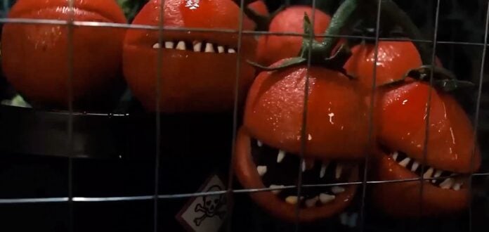 SDCC tomatoes feature