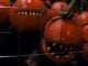 SDCC ’26: Get an early look at ATTACK OF THE KILLER TOMATOES: ORGANIC INTELLIGENCE