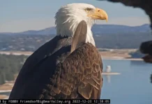 Remembering Jackie the Eagle