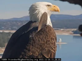 Remembering Jackie the Eagle