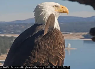 Remembering Jackie the Eagle