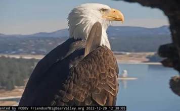 Remembering Jackie the Eagle