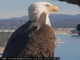 Remembering Jackie the Eagle