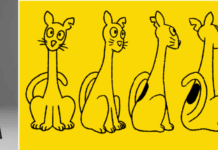 First BODEGA CAT Award nominees announced