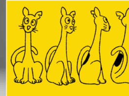 First BODEGA CAT Award nominees announced