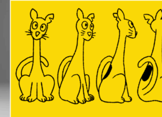 First BODEGA CAT Award nominees announced